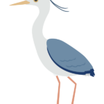 アオサギのイラスト