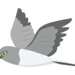 ハイイロチュウヒのイラスト