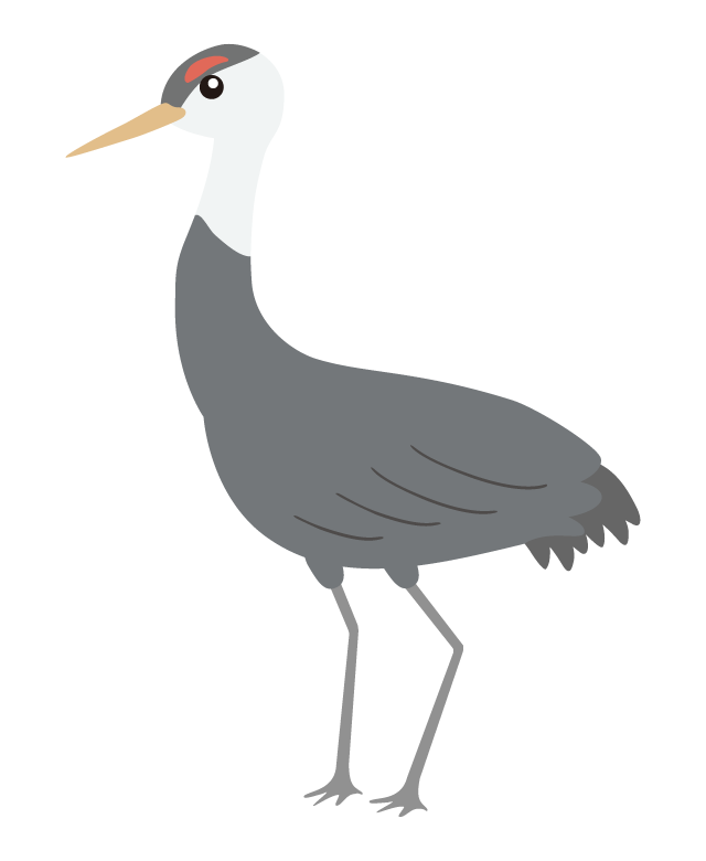 ナベヅルのイラスト
