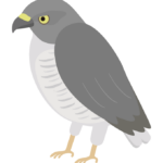 ツミ（野鳥）のイラスト