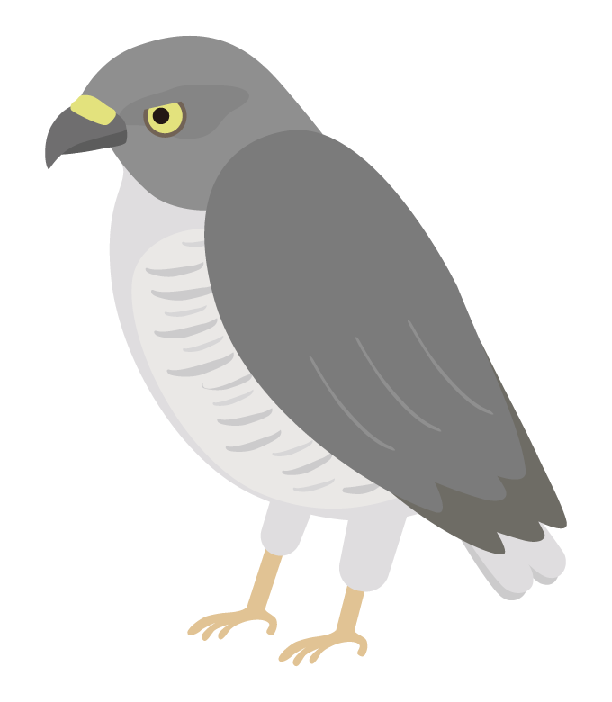 ツミ（野鳥）のイラスト
