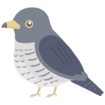 ホトトギスのイラスト