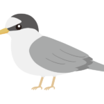 コアジサシのイラスト