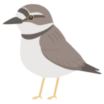イカルチドリのイラスト