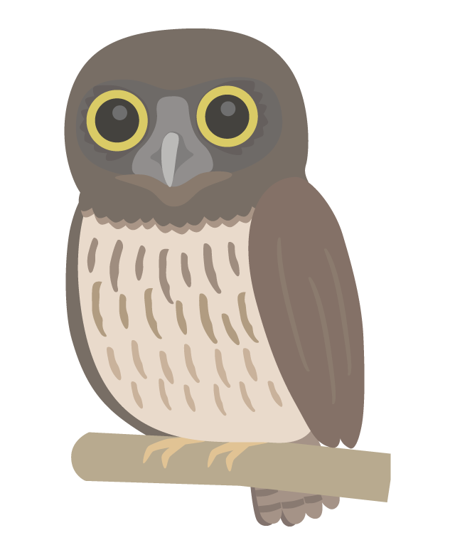 アオバズクのイラスト
