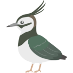 タゲリのイラスト