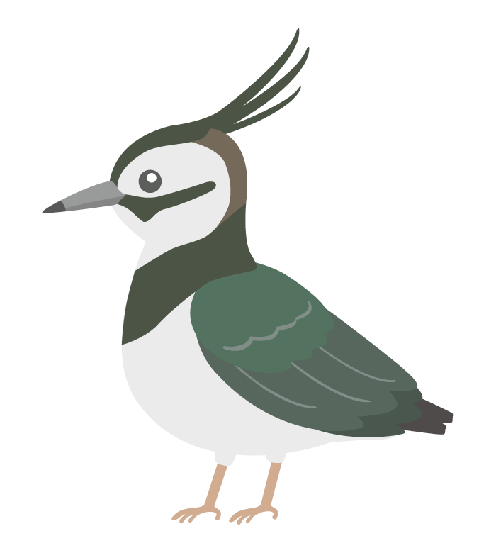 タゲリのイラスト
