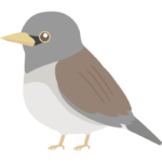 シロハラのイラスト