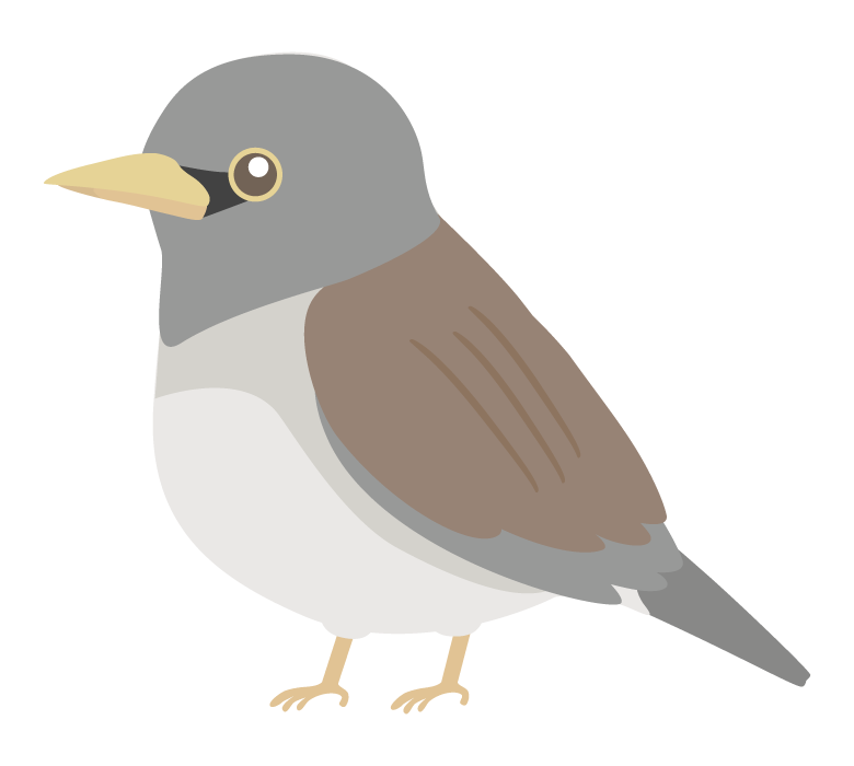 シロハラのイラスト