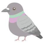 ドバト（鳩）のイラスト
