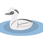 ミコアイサのイラスト