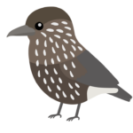 ホシガラスのイラスト
