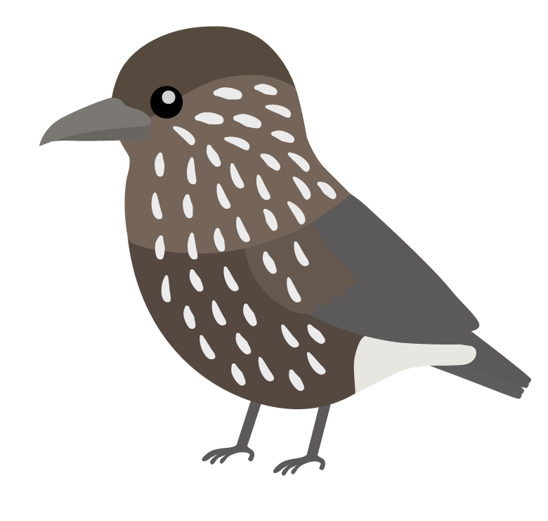 ホシガラスのイラスト