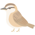 セッカのイラスト