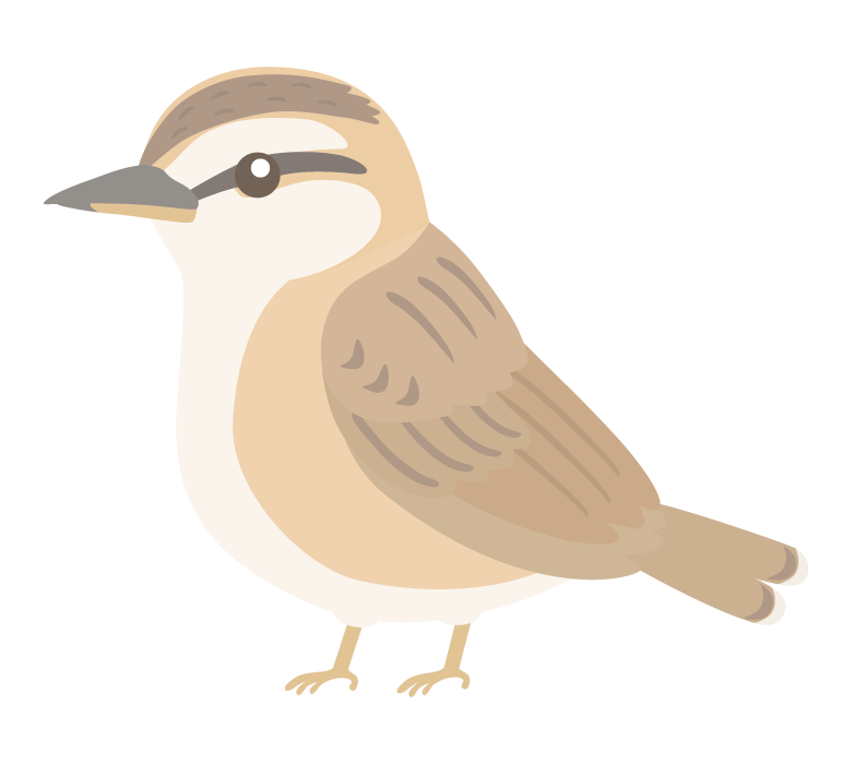 セッカのイラスト