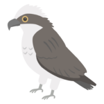 ミサゴのイラスト