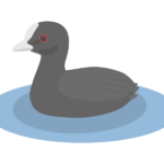 オオバン（野鳥）のイラスト