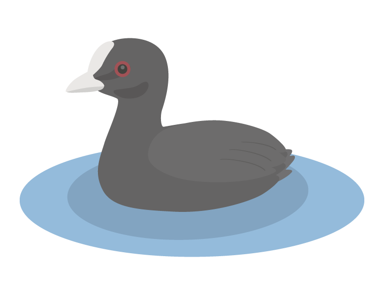 オオバン（野鳥）のイラスト