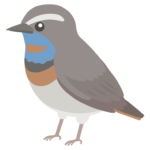 オガワコマドリのイラスト