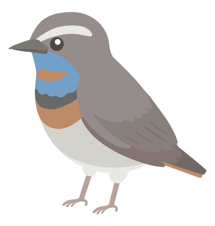 オガワコマドリのイラスト