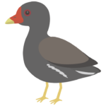 バン（野鳥）のイラスト