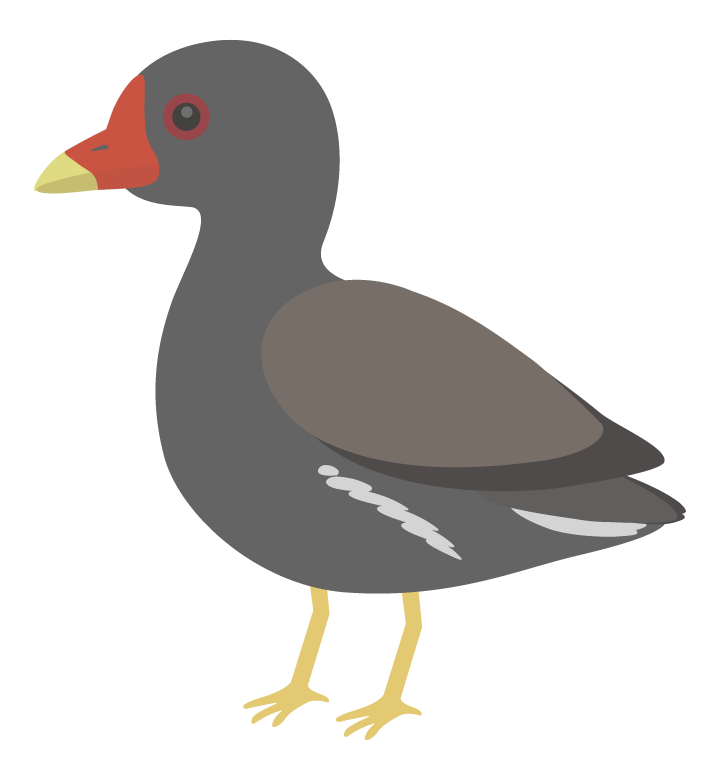 バン（野鳥）のイラスト