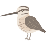 タシギのイラスト