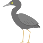 クロサギ（野鳥）のイラスト
