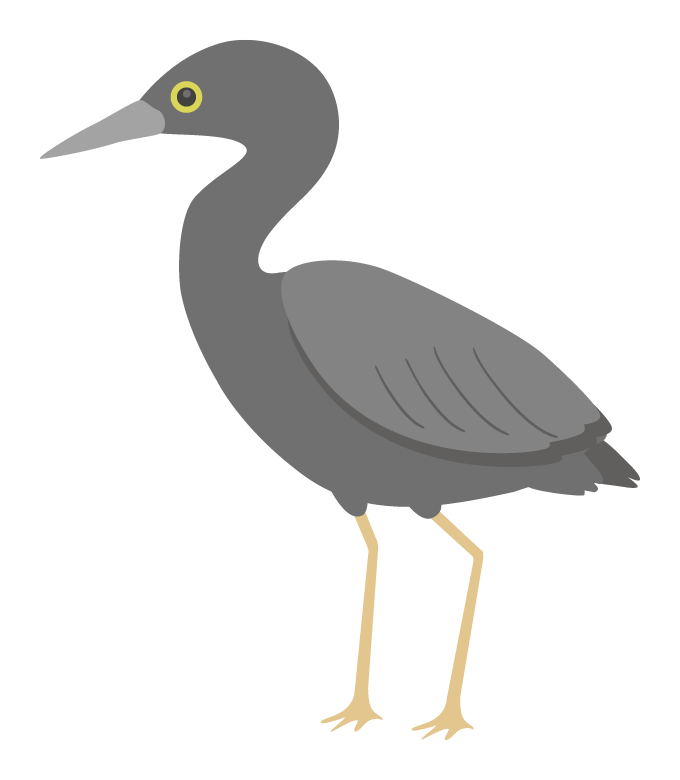 クロサギ（野鳥）のイラスト