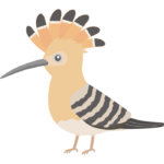 ヤツガシラのイラスト