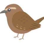 ミソサザイのイラスト