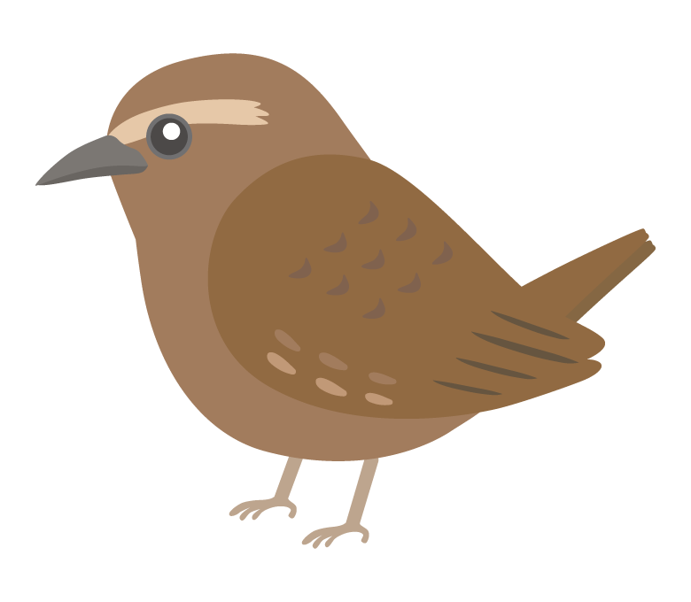 ミソサザイのイラスト