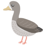 マガンのイラスト