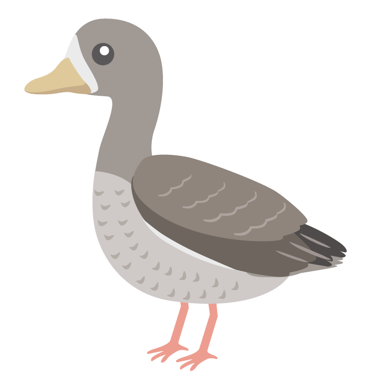 マガンのイラスト