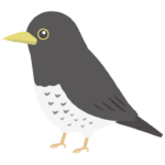 クロツグミのイラスト