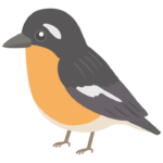 ムギマキのイラスト