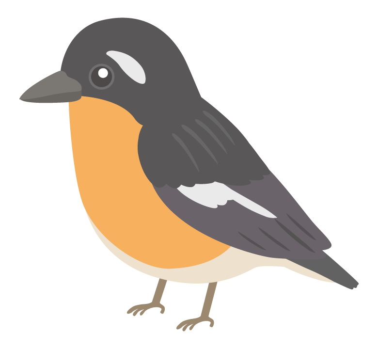 ムギマキのイラスト