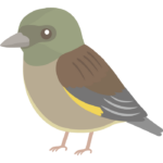 カワラヒワのイラスト