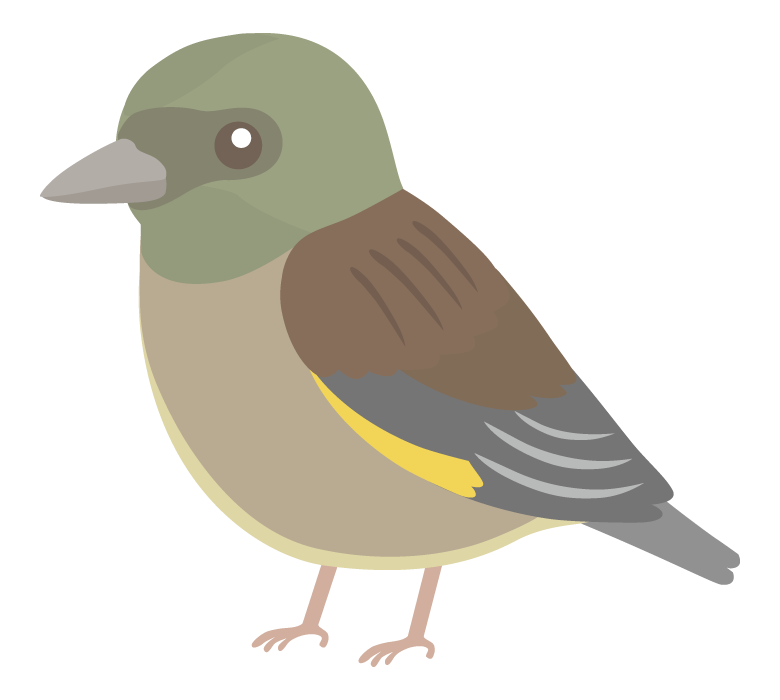 カワラヒワのイラスト