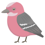オオマシコのイラスト