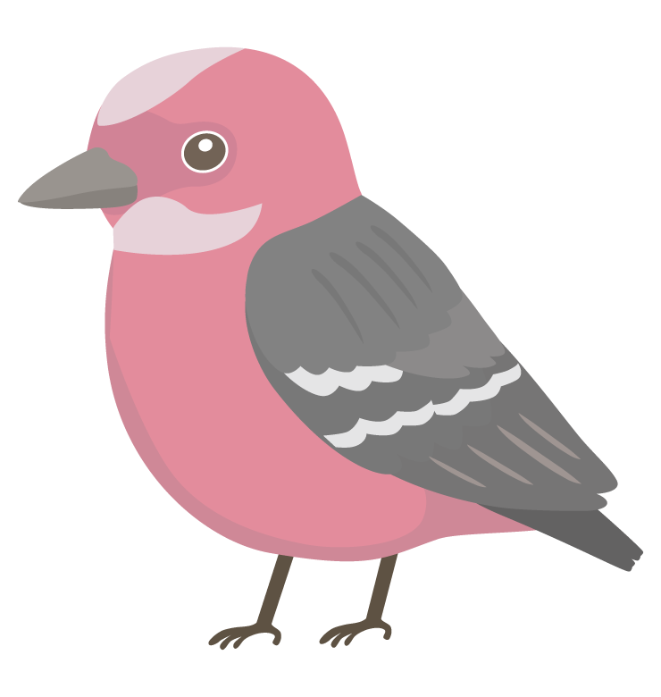 オオマシコのイラスト