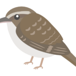 キバシリのイラスト