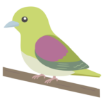 アオバトのイラスト