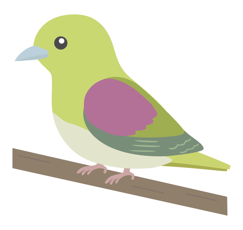 アオバトのイラスト