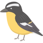 マミジロキビタキのイラスト